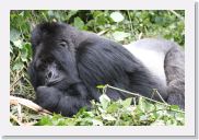 12SabyinyoGroup - 36 * Silverback Guhonda.